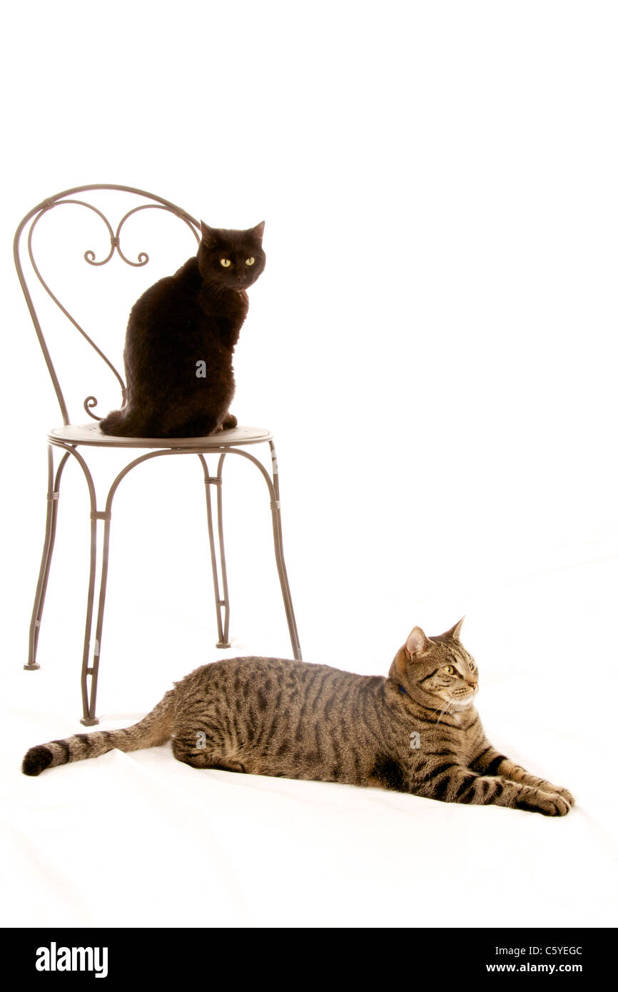 Un gato negro y gato atigrado sobre un fondo blanco. Foto de stock