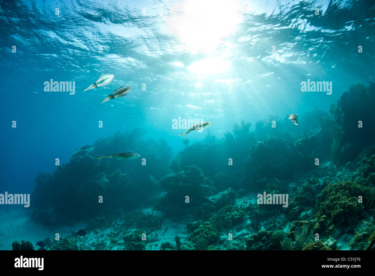 Arrecifes del Caribe (calamar Sepioteuthis sepioidea), escuela flotando sobre un arrecife de coral tropical Foto de stock