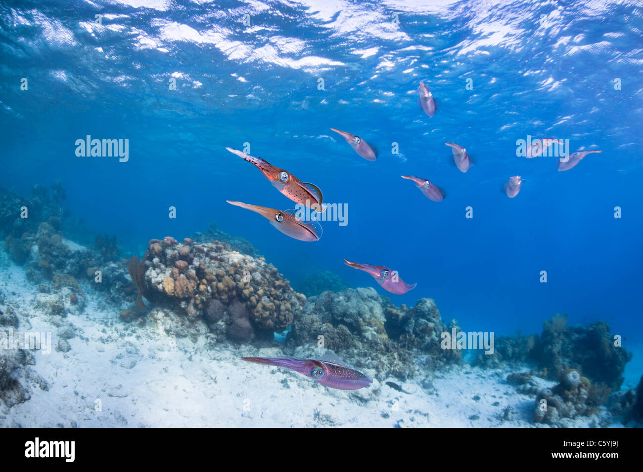 Arrecifes del Caribe (calamar Sepioteuthis sepioidea), escuela flotando sobre un arrecife de coral tropical de la isla de Roatán, Honduras. Foto de stock