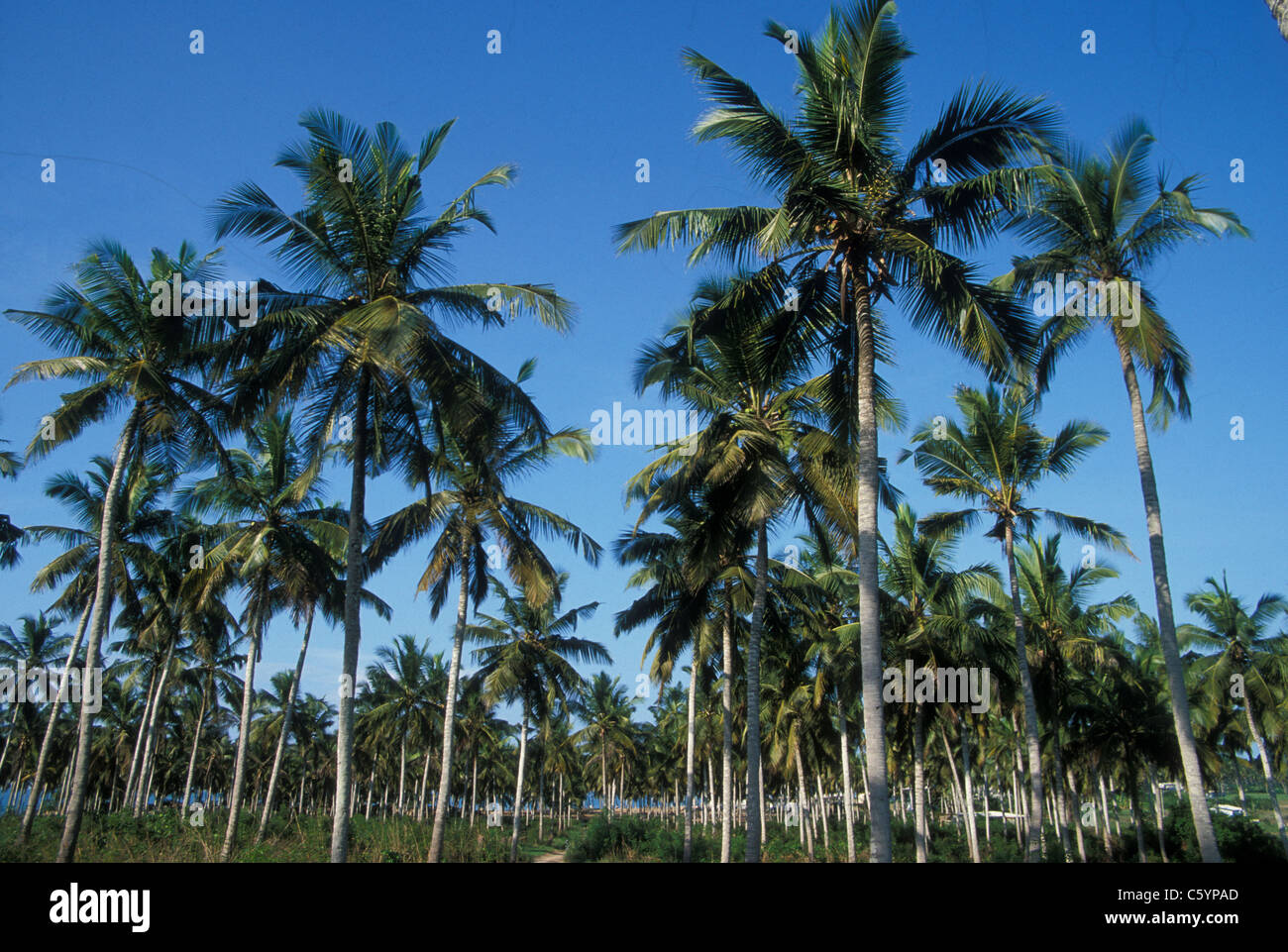 Plantación de coco en África Occidental Foto de stock
