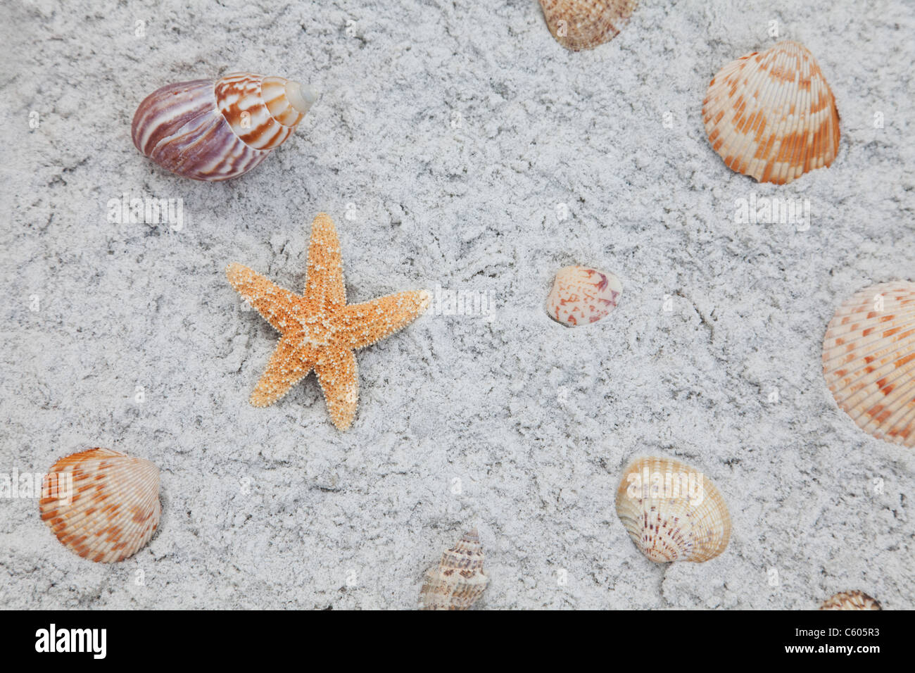 Ee.Uu., Florida, St. Pete Beach, estrellas de mar y conchas sobre arena. Foto de stock