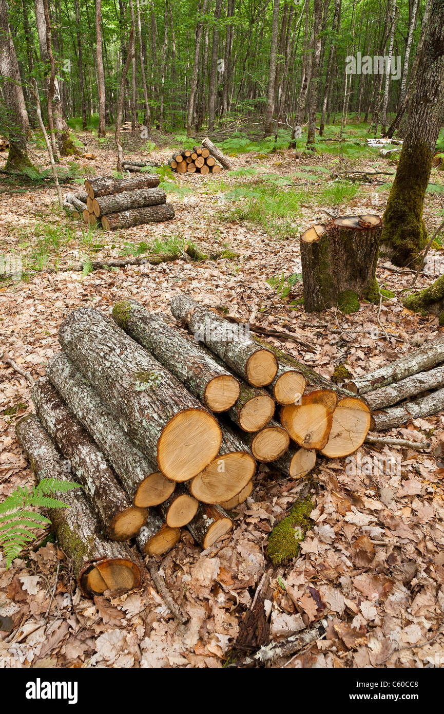 Pilas de madera en bosque de Tronçais (03360), Allier, Auvernia, Francia, Europa Foto de stock