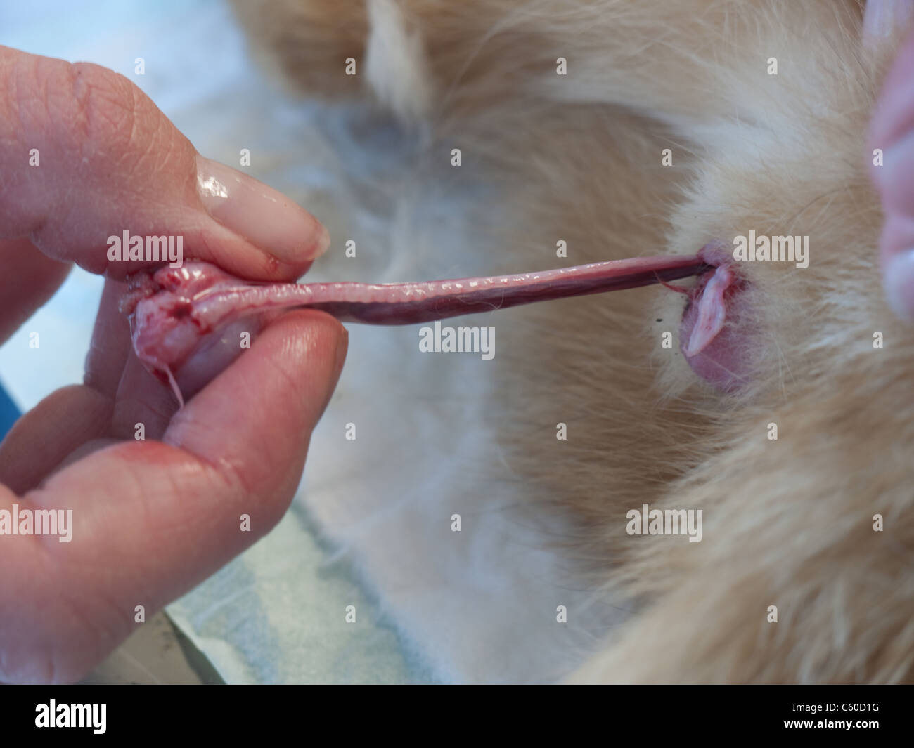 El veterinario saca el testículo del escroto de un gato durante la castración de un gato macho Foto de stock