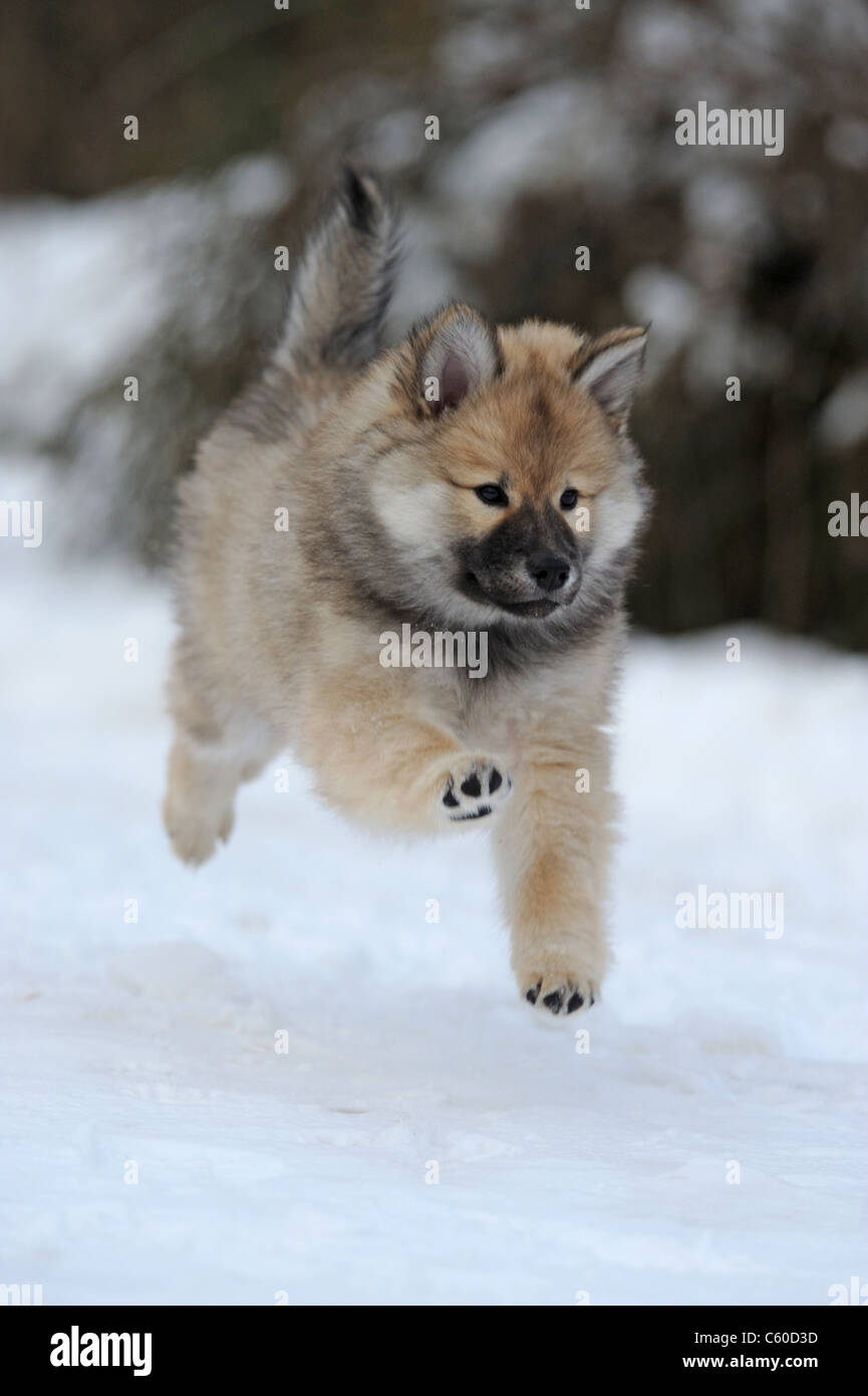 Eurasier, Euroasiático (Canis lupus familiaris), puppy corriendo sobre la nieve. Foto de stock