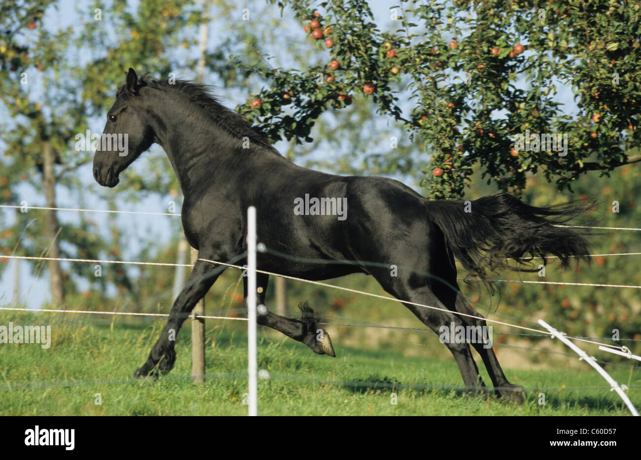 Friesian caballo (Equus ferus caballus) rompiendo una valla eléctrica. Foto de stock