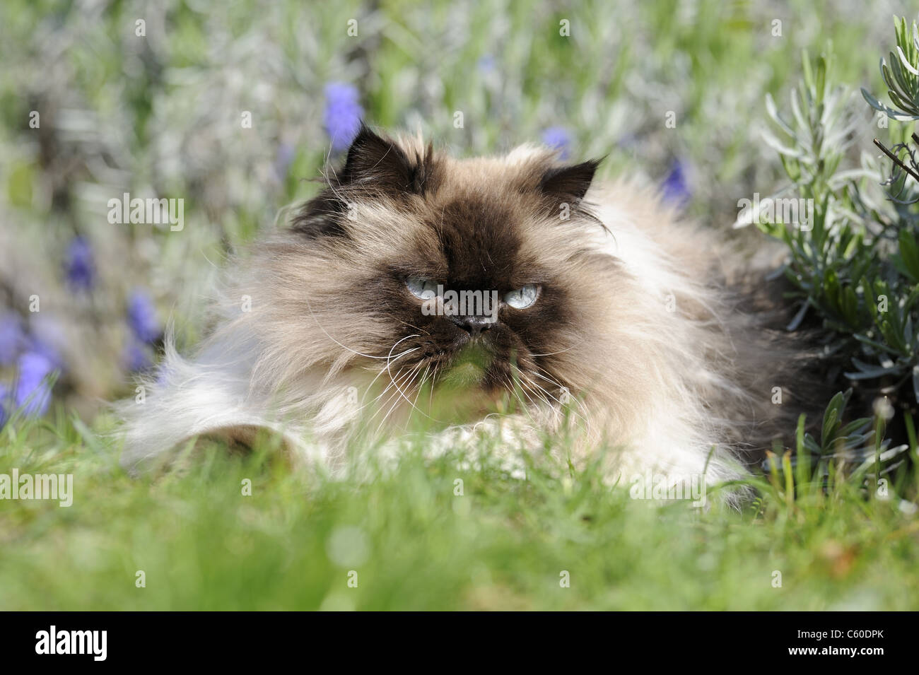 Gato doméstico, Gato persa (Felis silvestris, Felis catus) hembra adulta, acostado en un jardín. Foto de stock