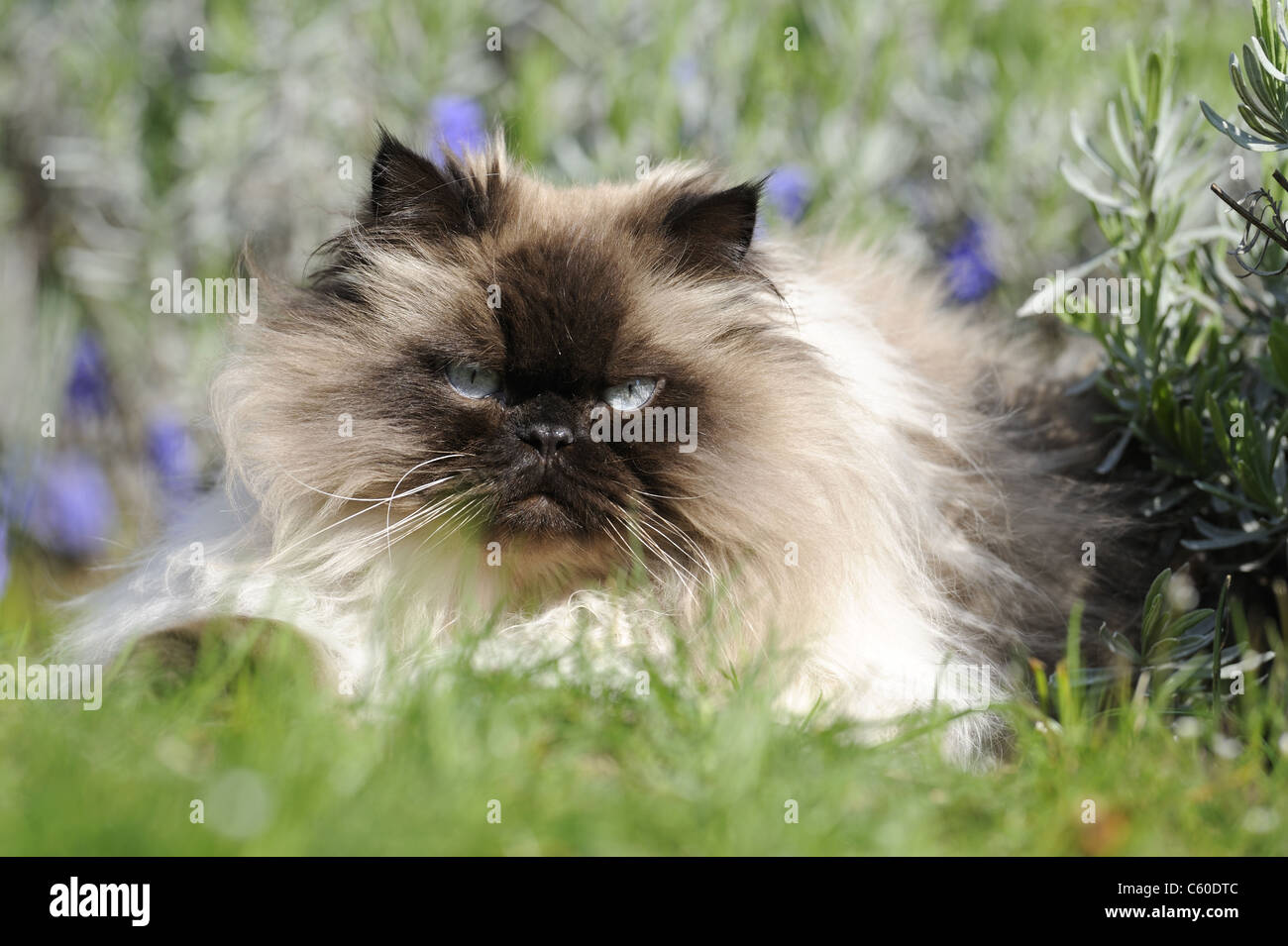 Gato doméstico, Gato persa (Felis silvestris, Felis catus) hembra adulta, acostado en un jardín. Foto de stock