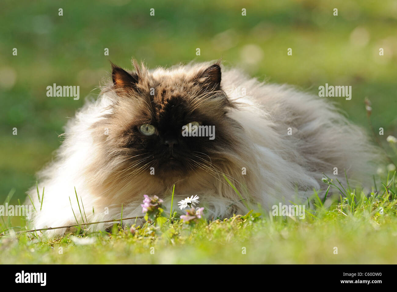 Gato doméstico, Gato persa (Felis silvestris, Felis catus), adulto femenino acostado sobre un césped. Foto de stock