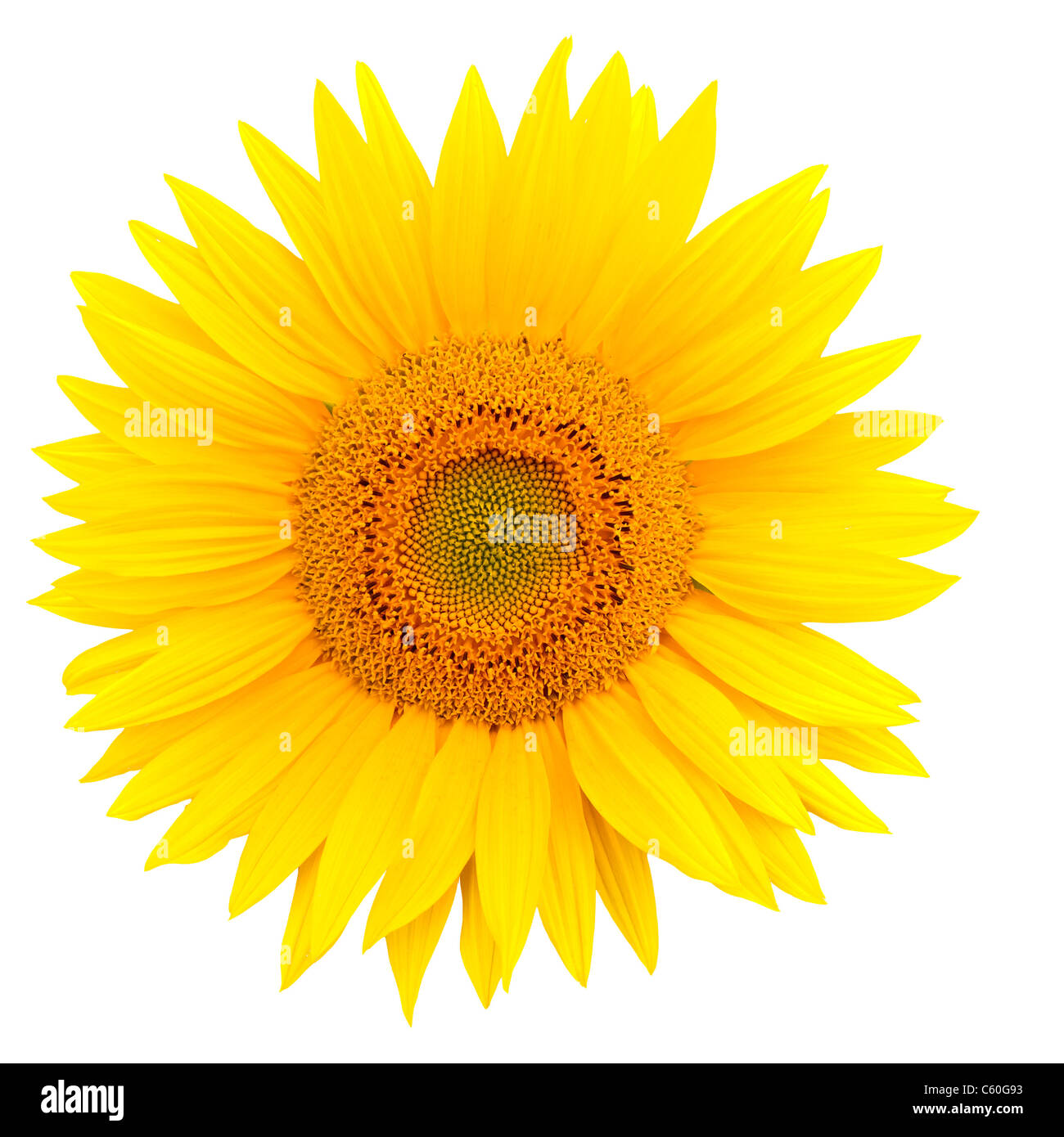 Girasol closeup aislado sobre fondo blanco. Foto de stock