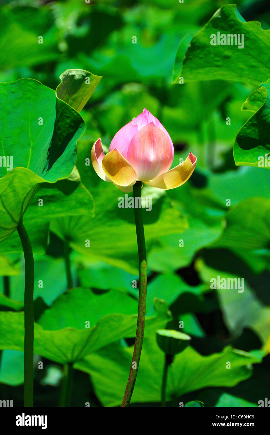 Nelumbo nucifera (Sagrada Familia Nelumbonaceae lotus). Perenne acuática nativa de la India. Foto de stock