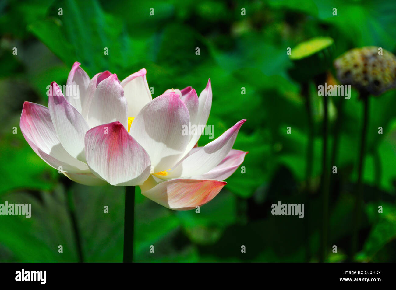 Nelumbo nucifera (Sagrada Familia Nelumbonaceae lotus). Perenne acuática nativa de la India. Foto de stock