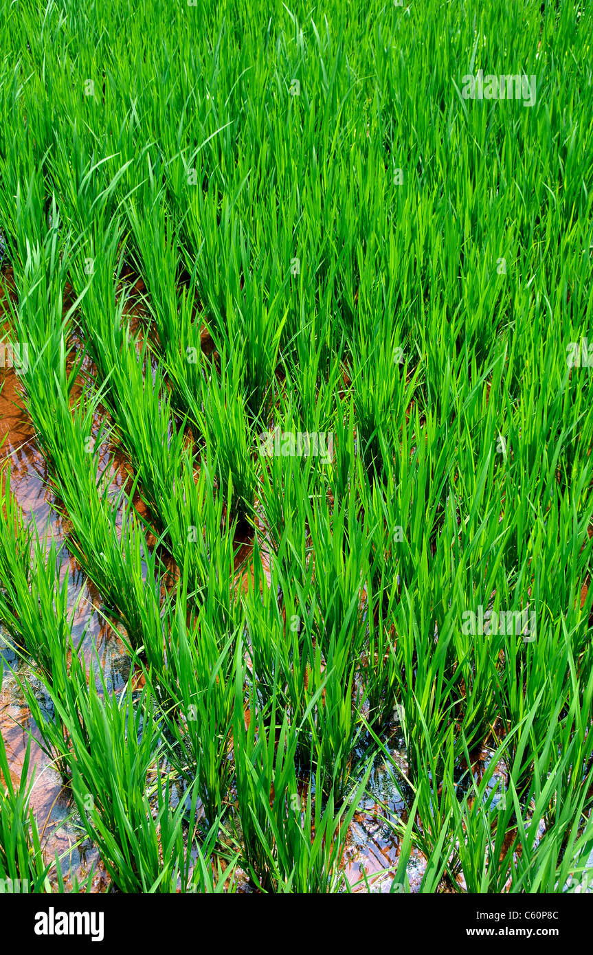 El arroz en los arrozales de Dindigul de Tamil Nadu, en el sur de la India Foto de stock