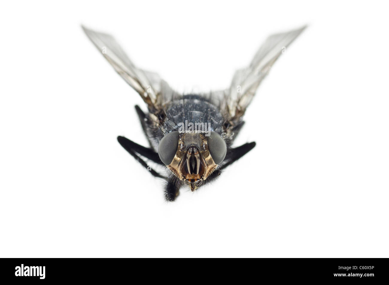 Un primerísimo plano de mosca insecto Foto de stock