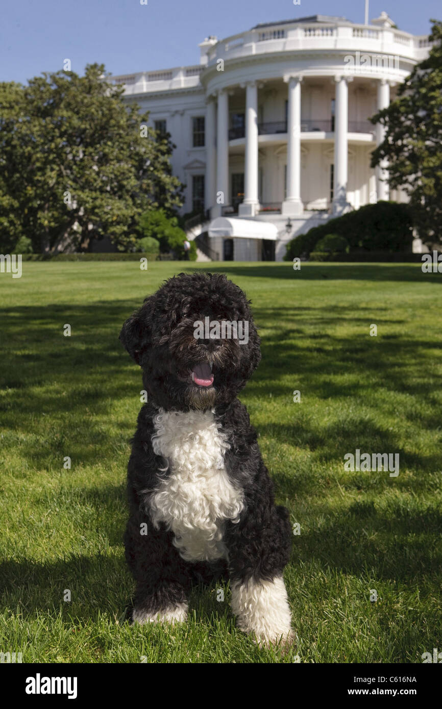 El retrato oficial de la familia Obama perro "Bo", el perro de agua portugués en el Jardín Sur de la Casa Blanca., Foto: Everett Collection(BSLOC 2011 7 9) Foto de stock