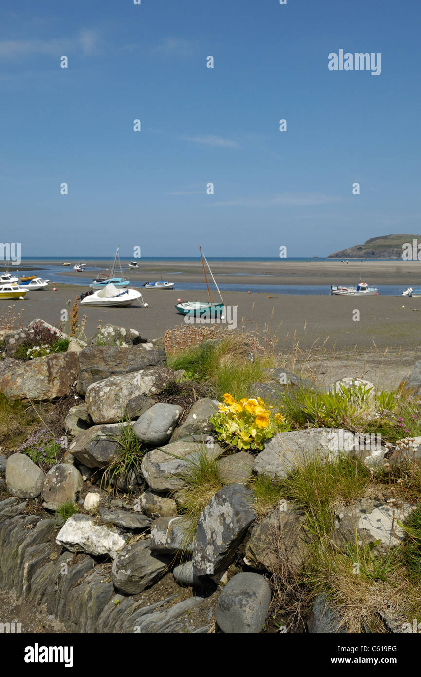 Flor Amarilla plantado en un muro de piedra con vistas a la costa en marea baja con pequeñas embarcaciones en Newport, Pembrokeshire (Gales) Foto de stock