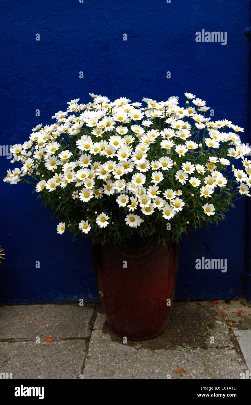 Margaritas blancas pequeñas en una olla roja contra una pared pintada de  azul oscuro Fotografía de stock - Alamy