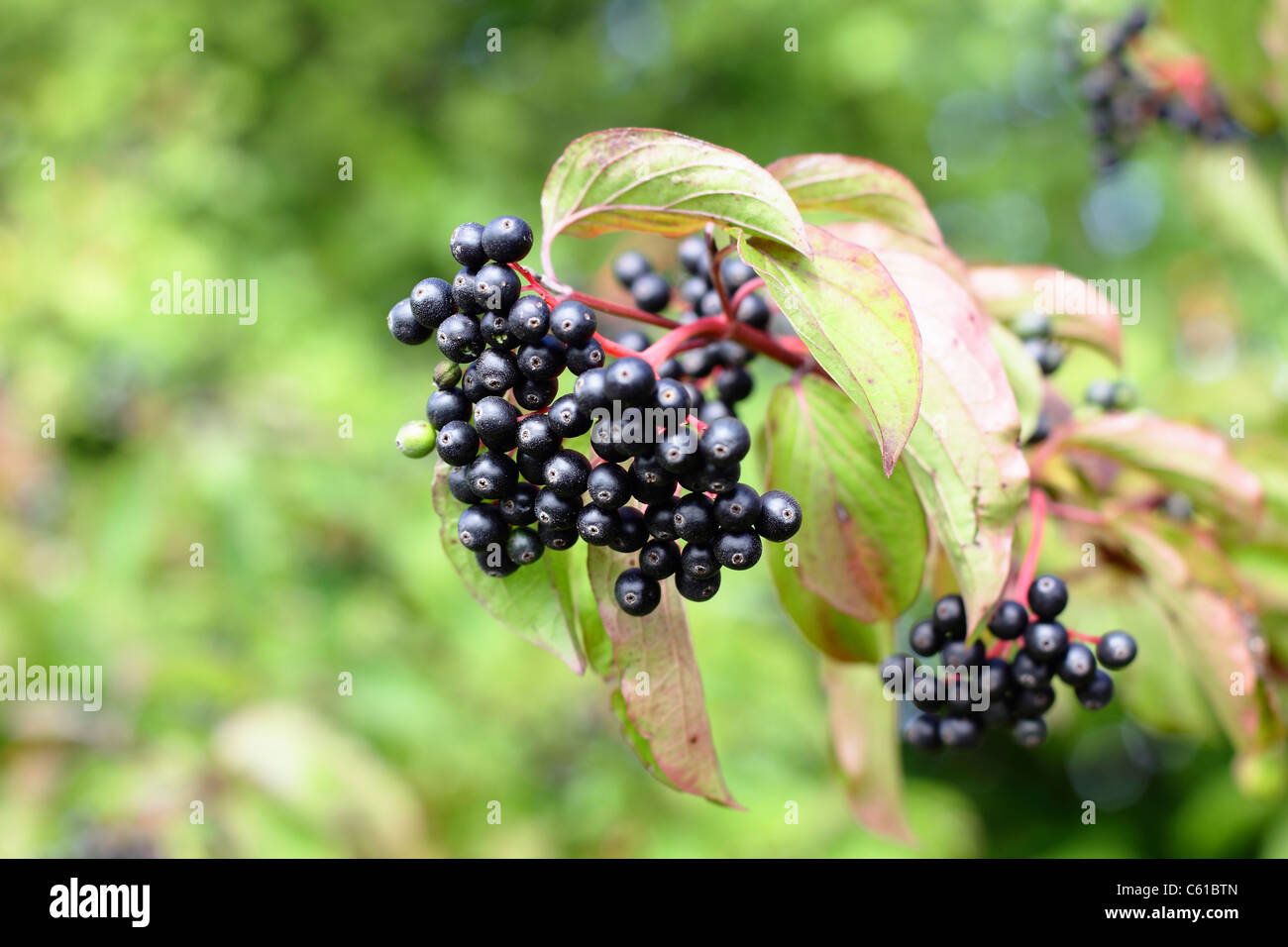 Sambucus nigra Foto de stock