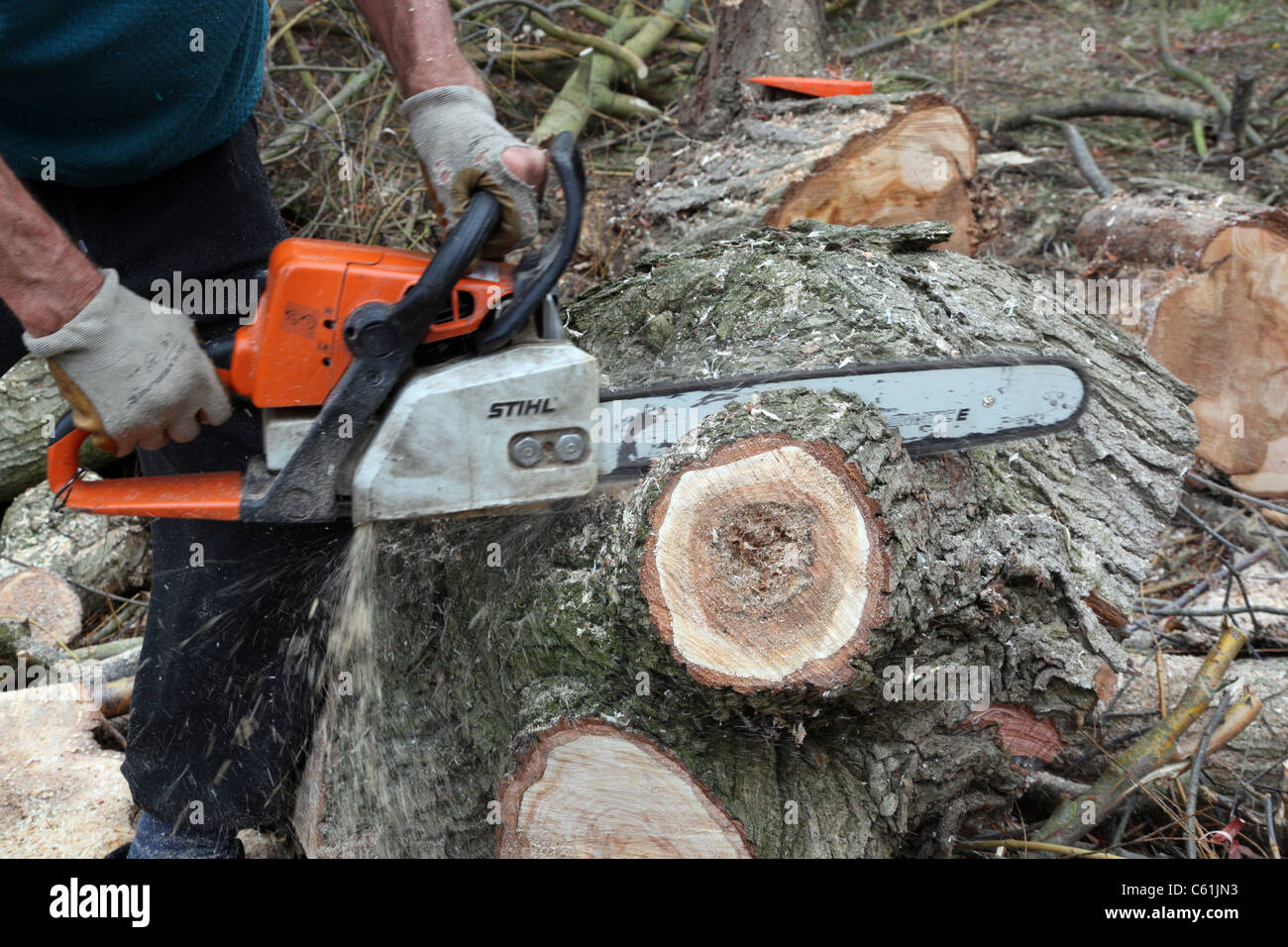Manos masculino con una motosierra cortando un árbol caído recientemente  Fotografía de stock - Alamy