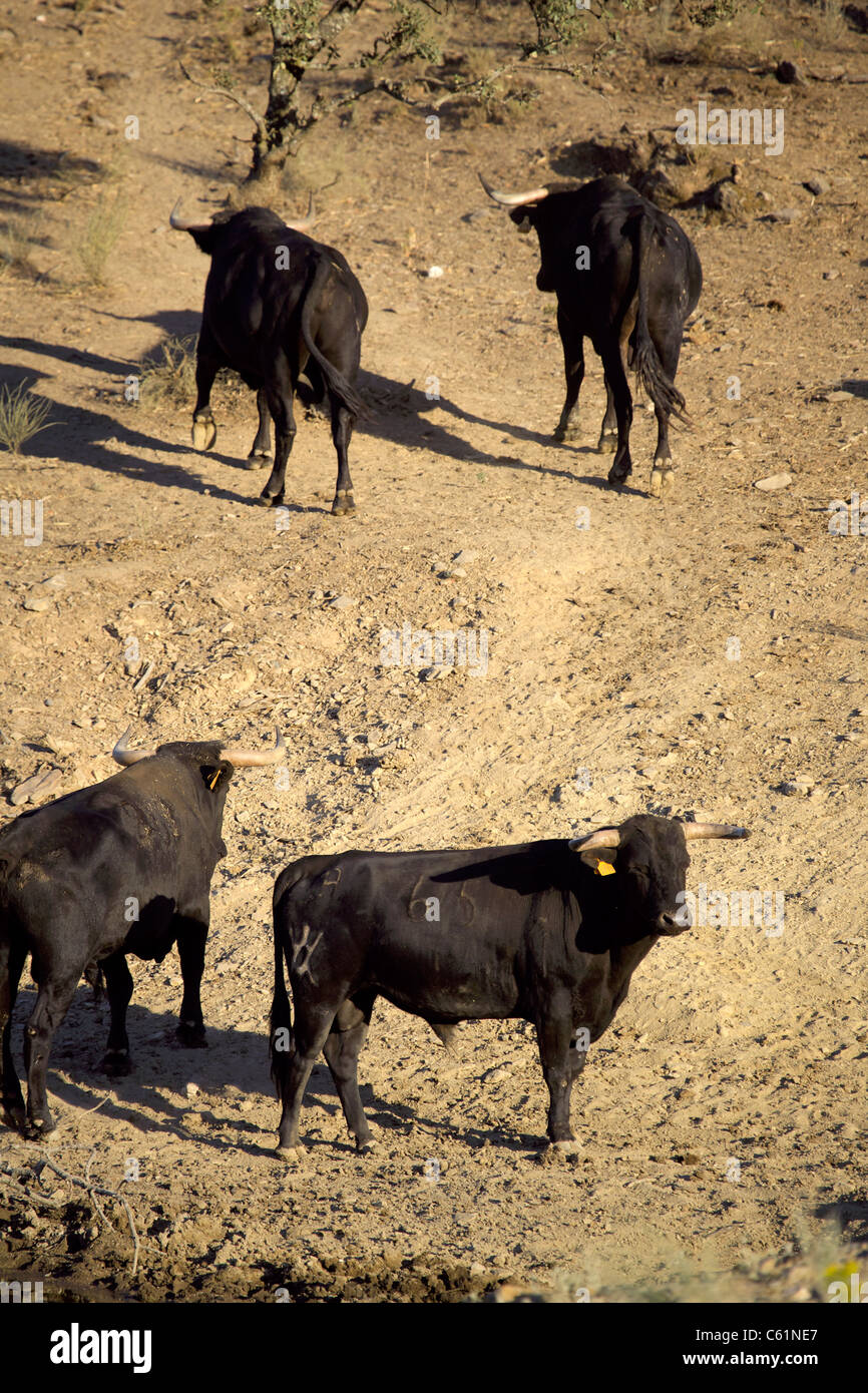 Toros negro, Extremadura, España, español, Iberia, Europa, Unión, animales, animales, animales, naturaleza, toros, vacas, Jack, Cox, Foto de stock