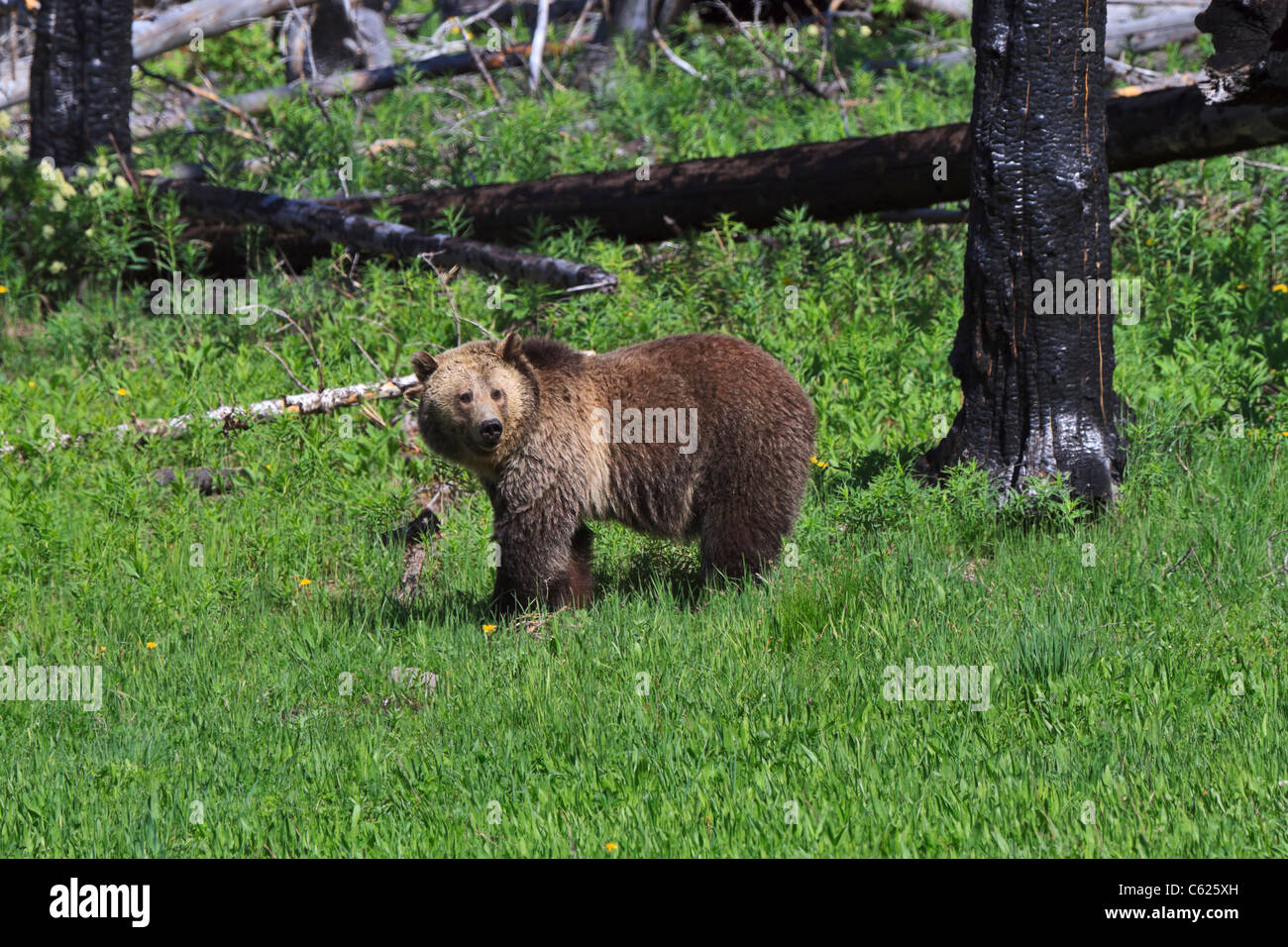Grizzly Bear, Ursus arctos horribilis. Un oso grizzly en una zona de regeneración de incendios forestales en el Parque Nacional de Yellowstone. Foto de stock