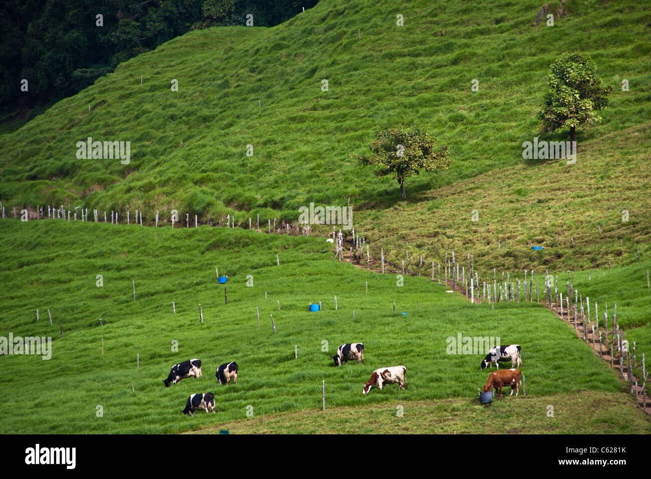 Las vacas en la montaña en Costa Rica highlands. Foto de stock