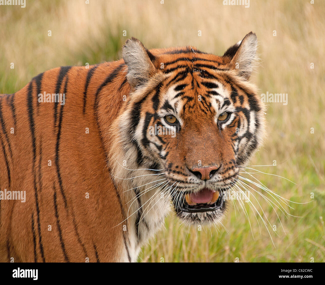 Disparo a la cabeza del tigre de Bengala Foto de stock