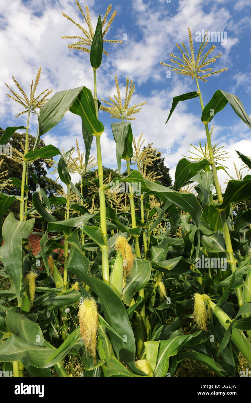 Maíz o maíz dulce que crece en el norte de Somerset, Reino Unido Foto de stock