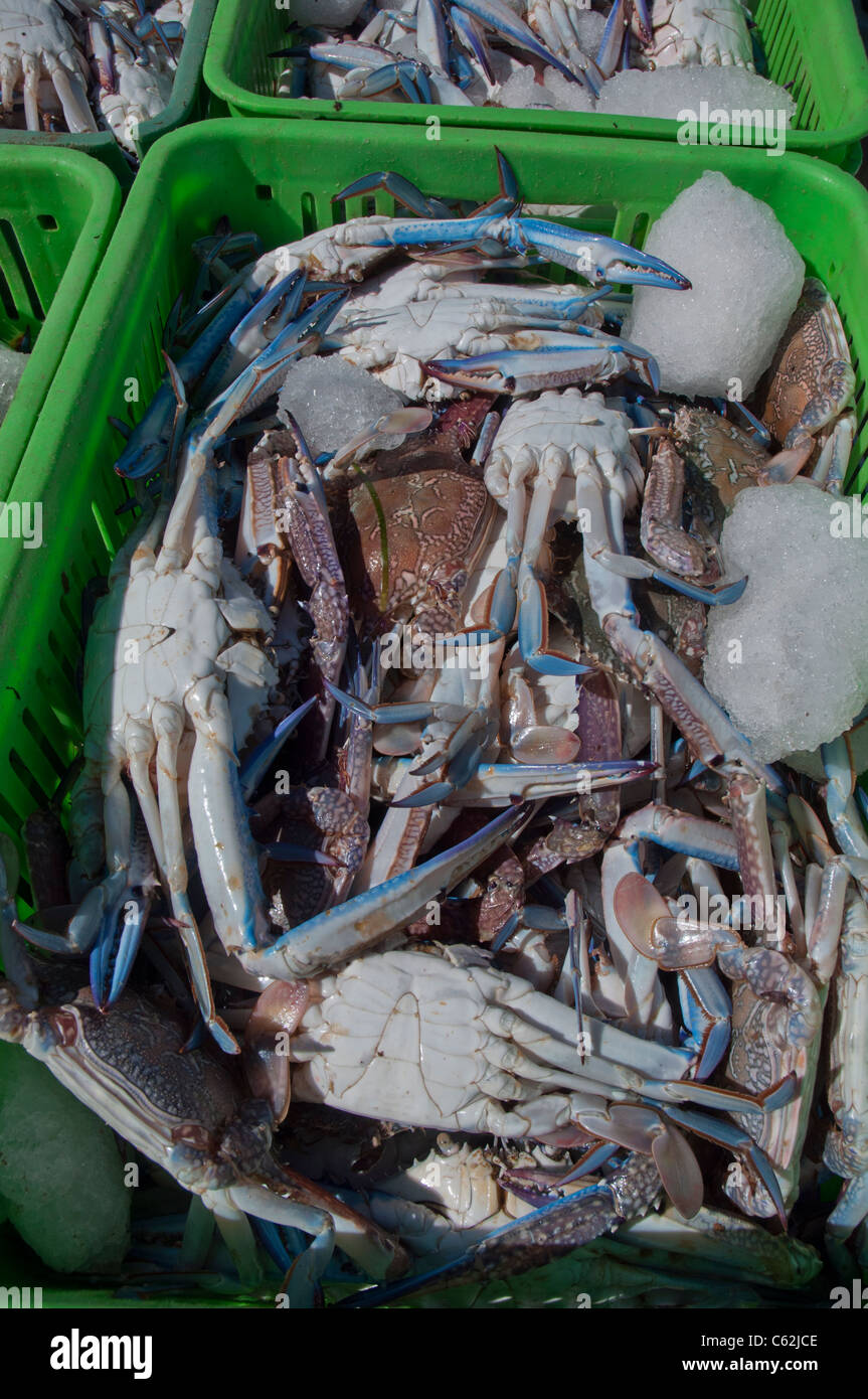Cestas de nadador azul cangrejos descargadas de un barco pesquero en Carnarvon Australia Occidental Foto de stock