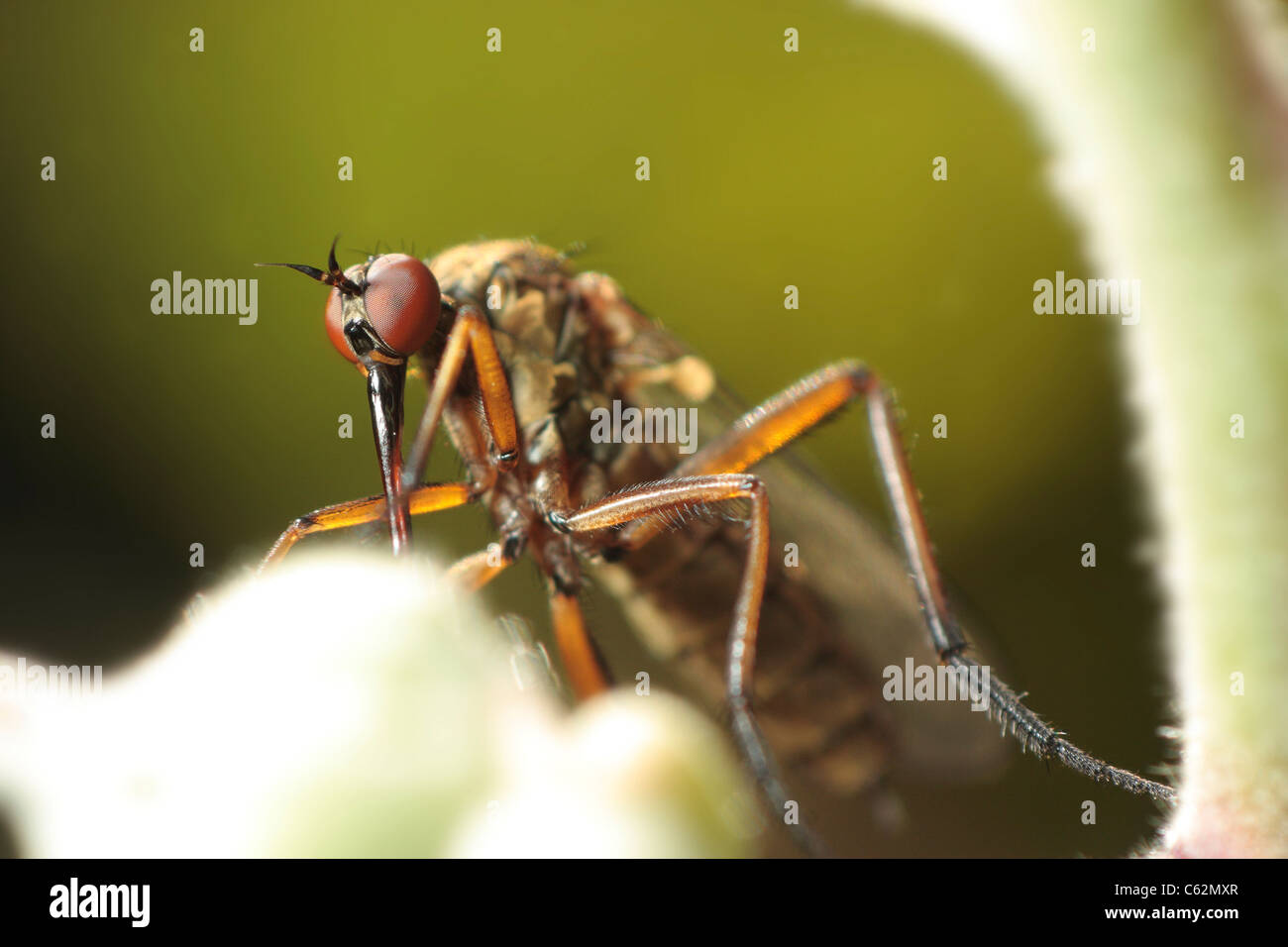 Alta magnificación imagen macro de una mosca empid mostrando sus ojos compuestos. Foto de stock