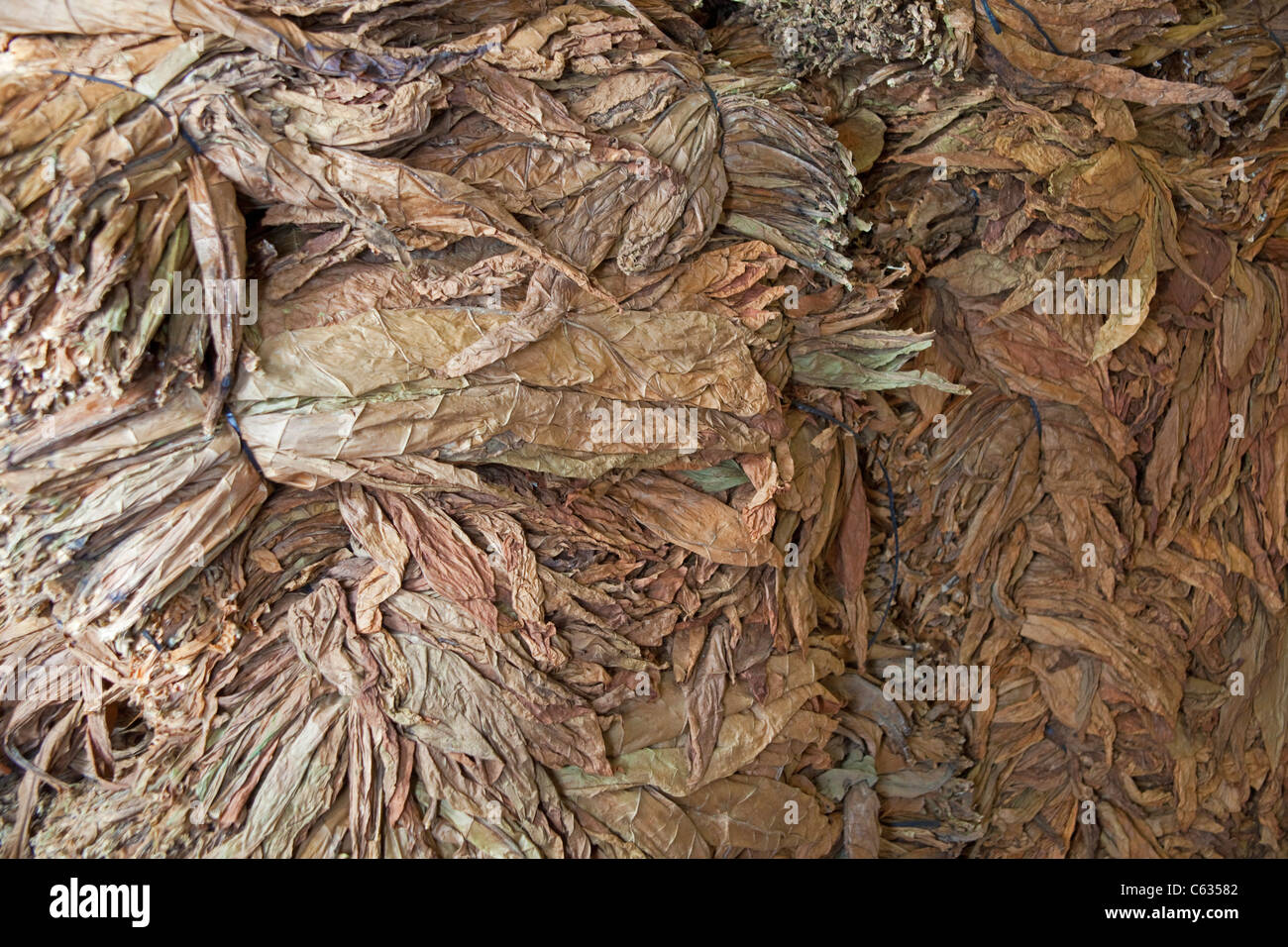 Las hojas de tabaco en el sitio de fabricación de tabaco, Breña Alta, La Palma, Islas Canarias, España, Europa Foto de stock
