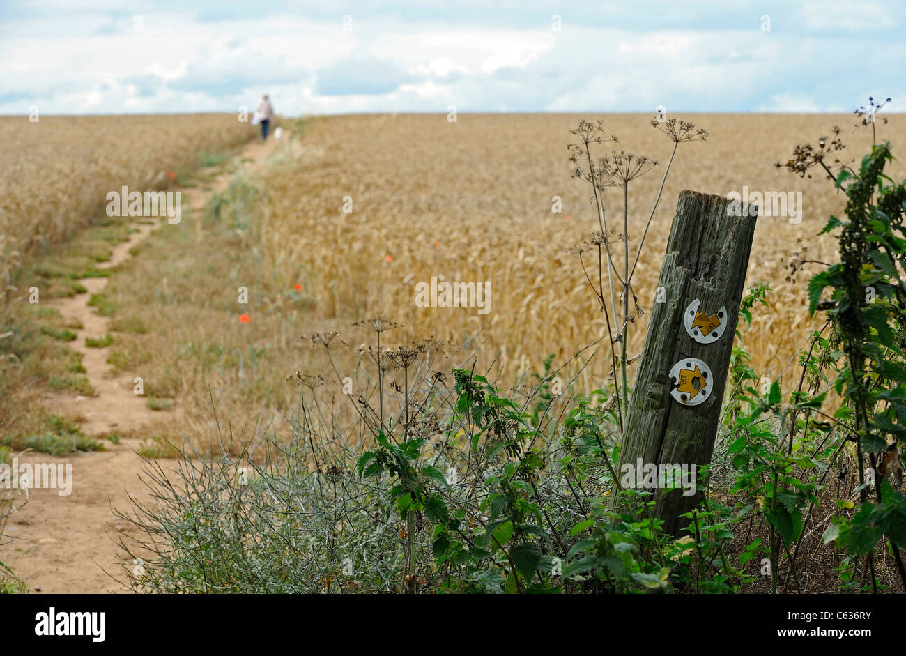 Puesto flechas que muestran la dirección de paseos públicos a través de un campo de maíz y una mujer paseando a sus perros. Foto de stock