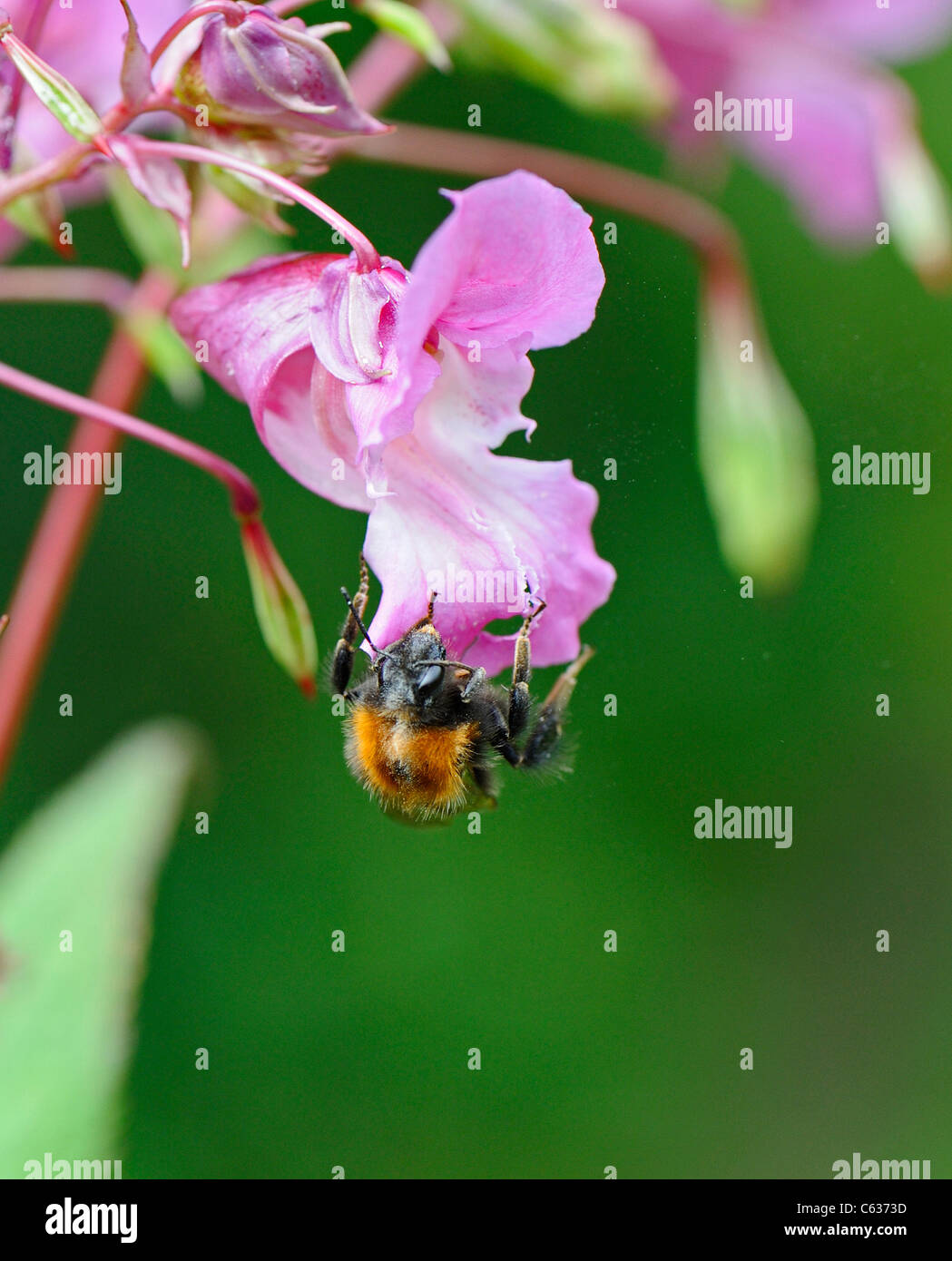 Close-up de la Himalayan bálsamo no nativos de las plantas invasoras en las Islas Británicas, siendo polinizadas por una abeja Foto de stock
