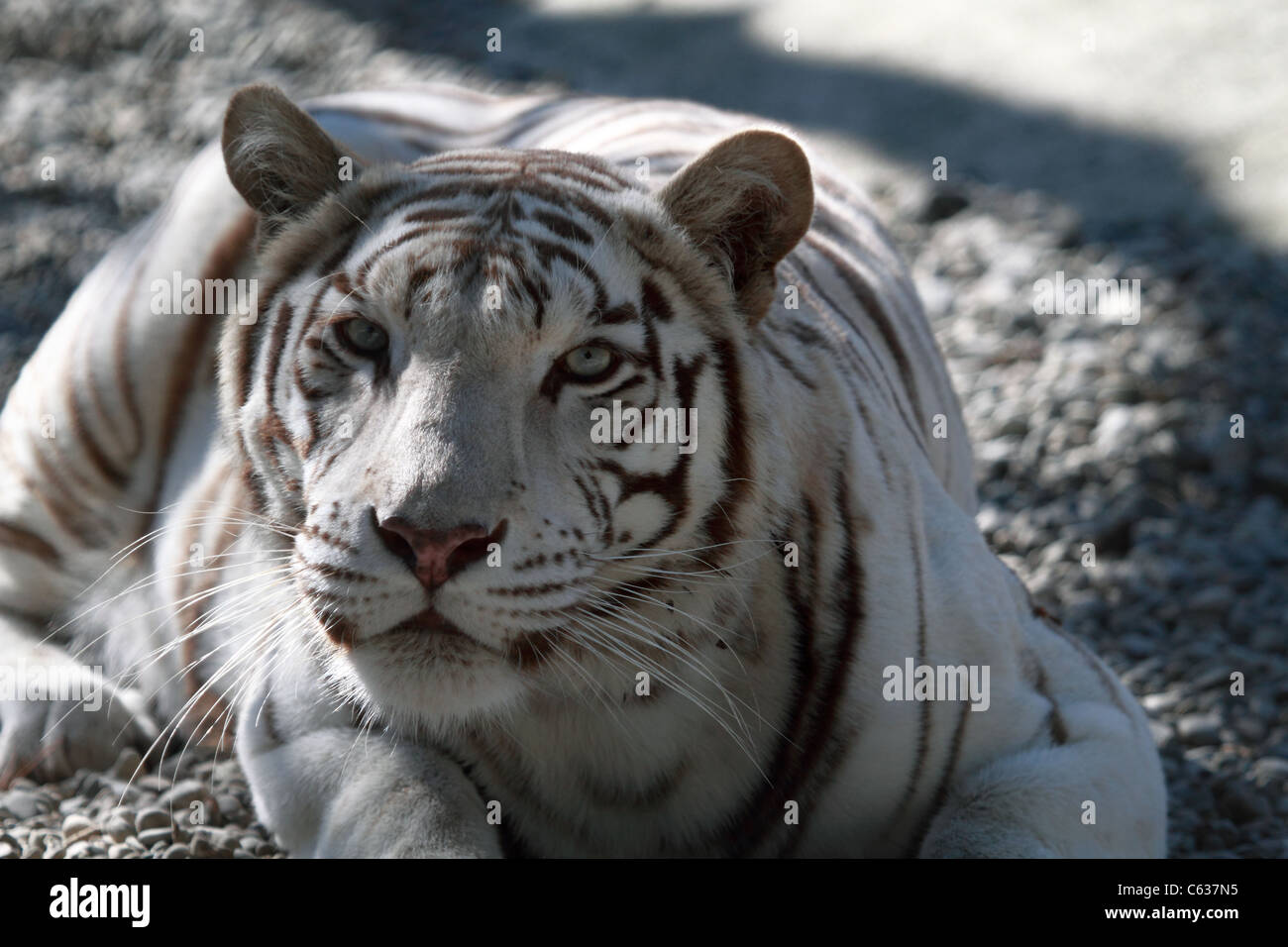Tigre blanco en cuclillas Foto de stock