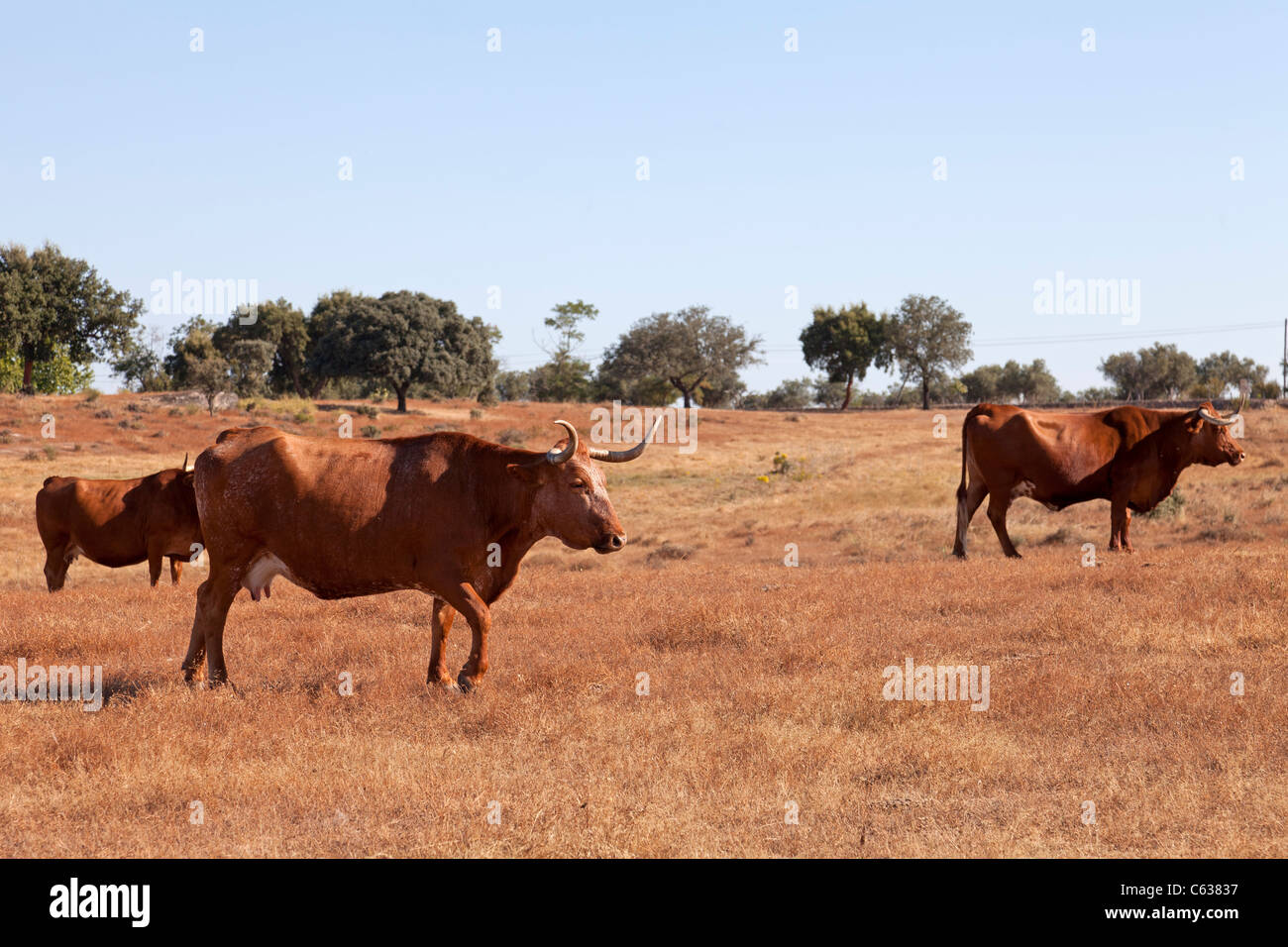 Las vacas de la raza alentejana (Raça Alentejana) en la provincia de Alentejo. Distrito de Portalegre, Portugal. Foto de stock
