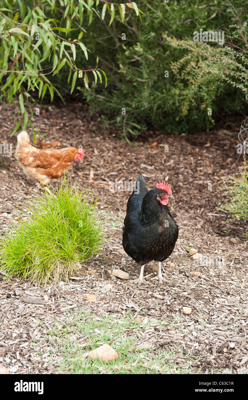 Intervalo libre negro y rojo los pollos en el jardín Foto de stock