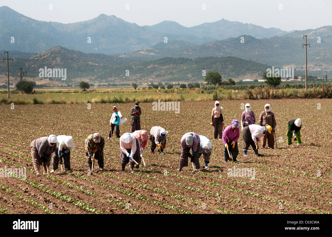 Mujer Mujeres al sur oeste de Turquía agricultor cosecha turca de granja Foto de stock
