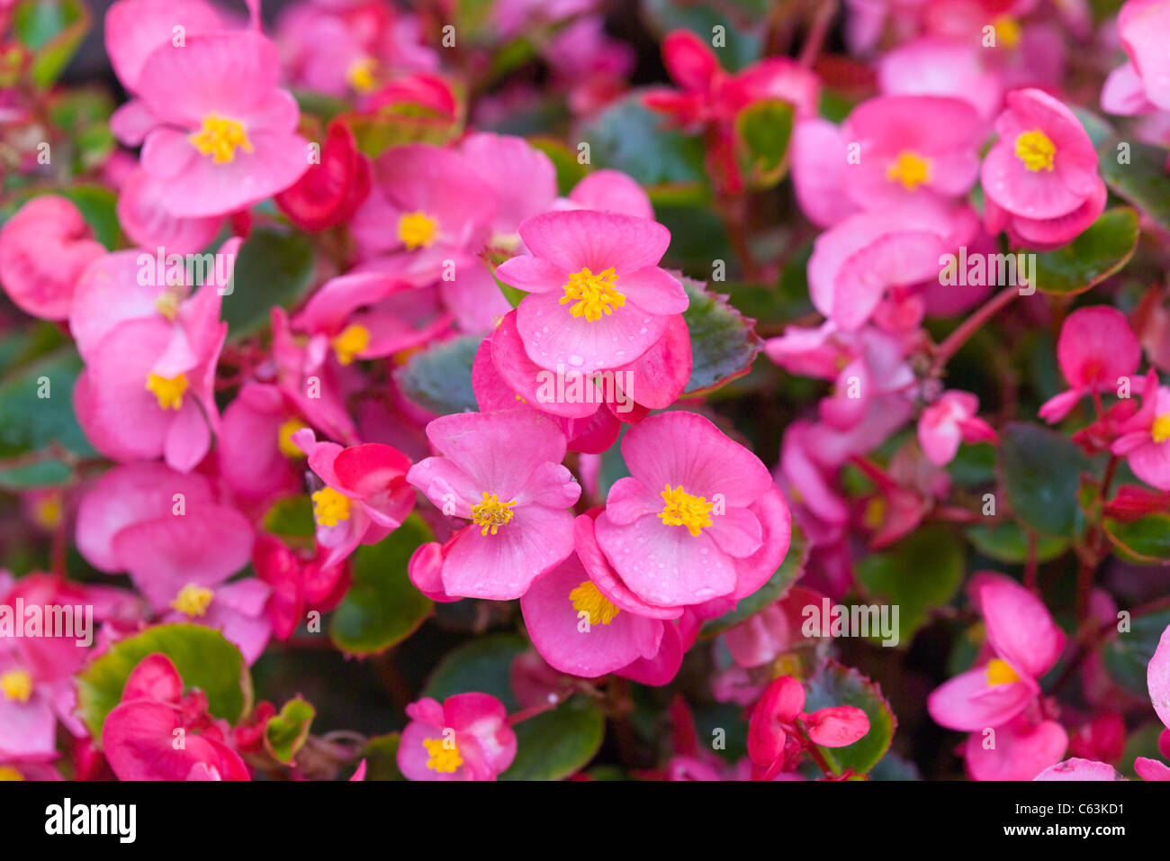 Begonia de cera fotografías e imágenes de alta resolución - Alamy