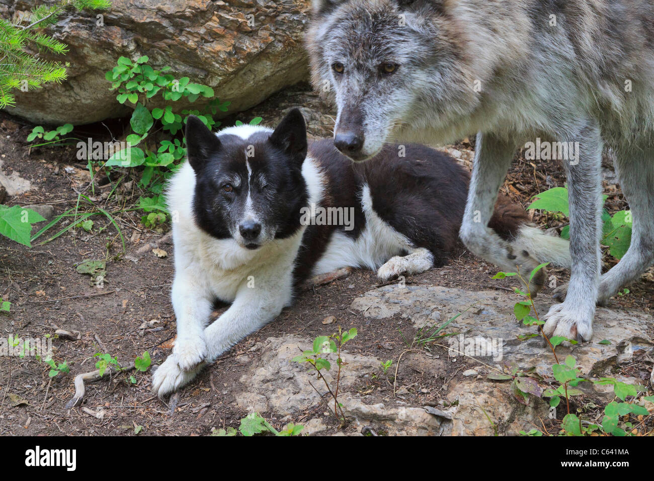 El lobo y el perro. Un perro de osos de Carelia es Companion a un lobo entrenados. Foto de stock