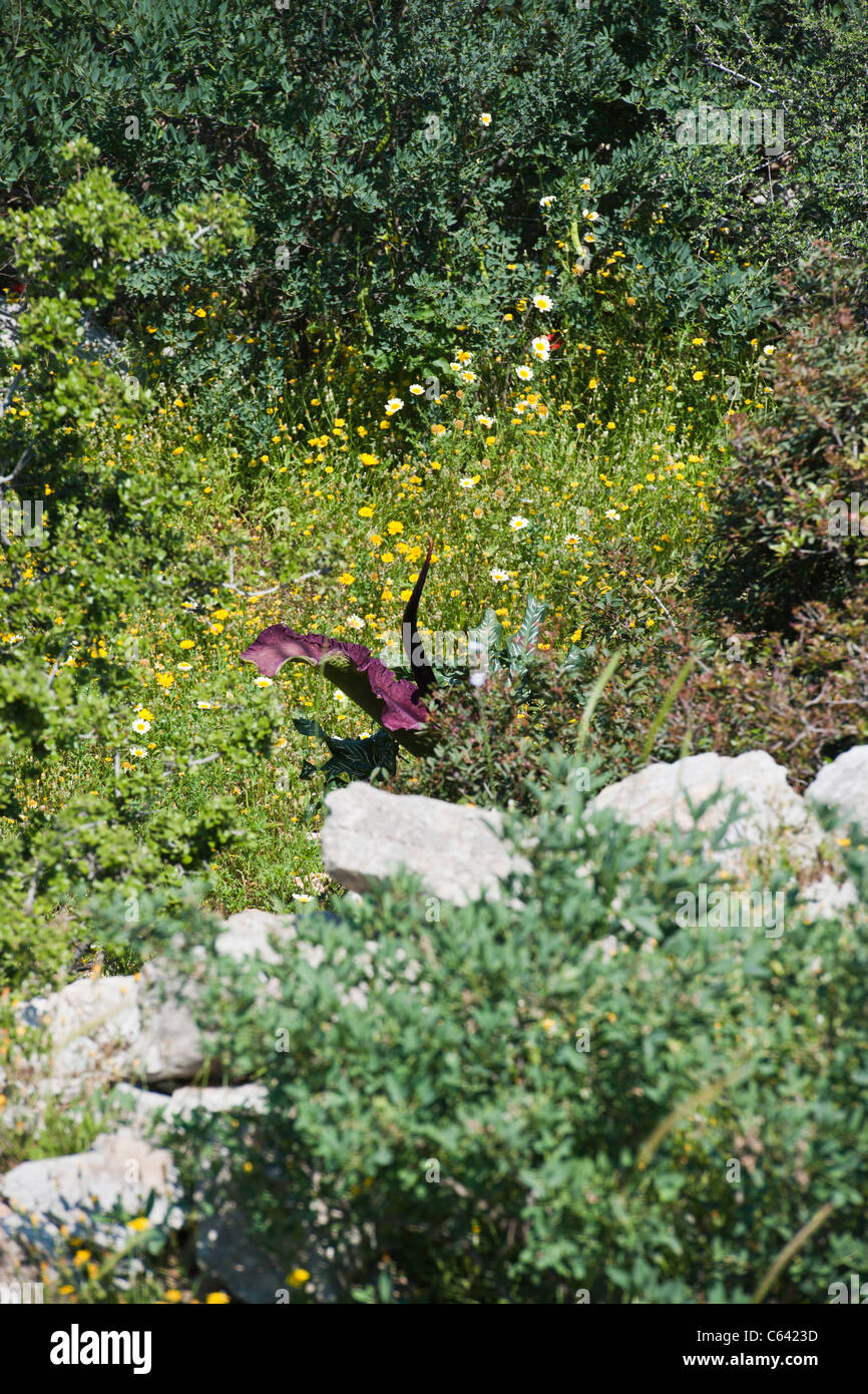 Dracunculus Vulgaris Flores Silvestres Del Mediterraneo Egeo Symi Islas Del Dodecaneso Griego Grecia Fotografia De Stock Alamy