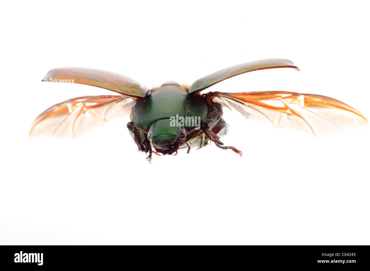 Insectos voladores escarabajo escarabajo aislado Foto de stock