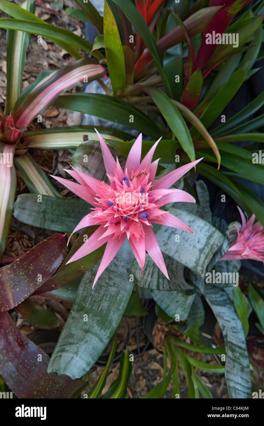 Bromelia florida fotografías e imágenes de alta resolución - Alamy