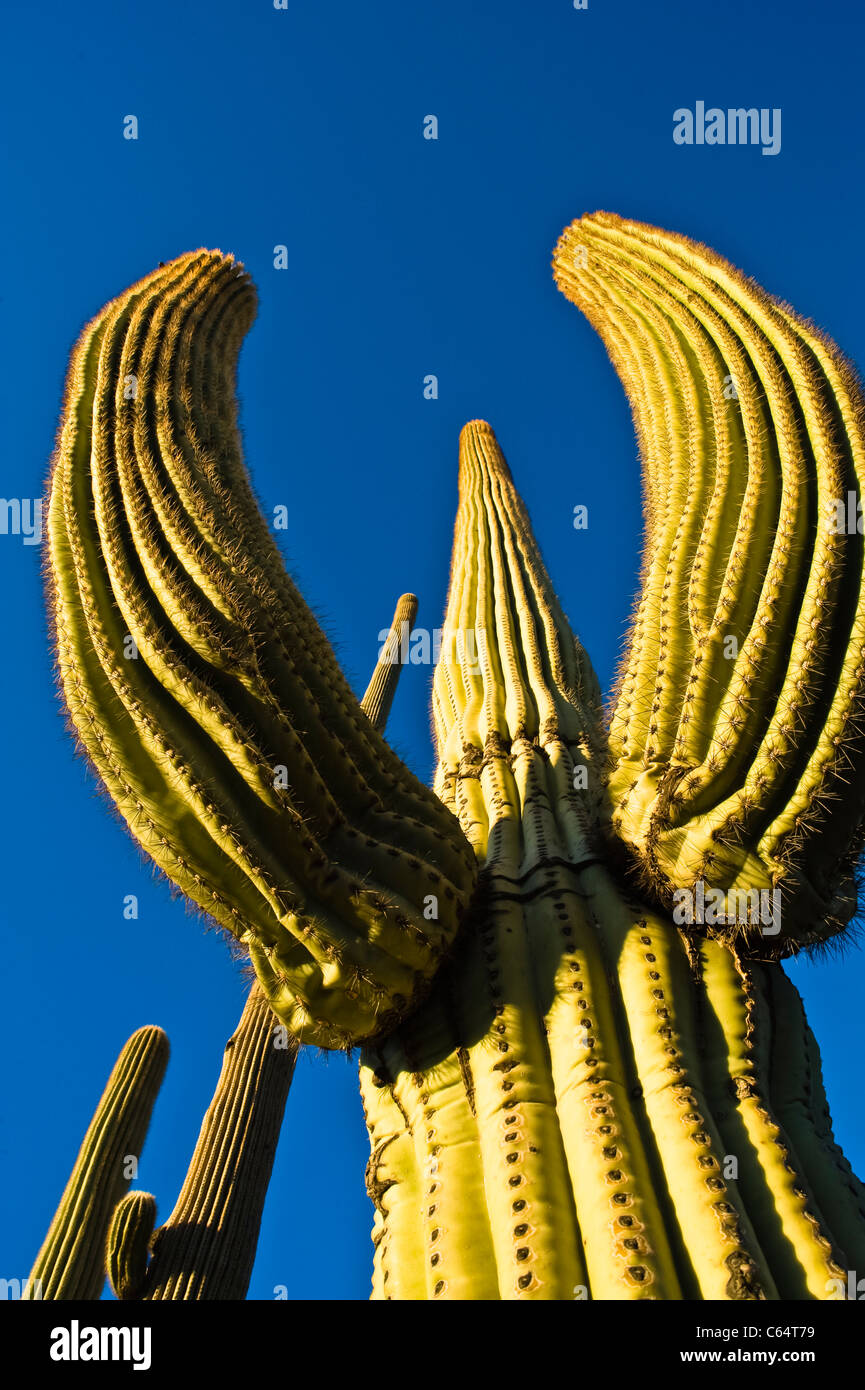 Cactus saguaro gigante en el Parque Nacional de Saguaro.la puesta de sol. Los sahuaros tienen una vida relativamente larga. Foto de stock