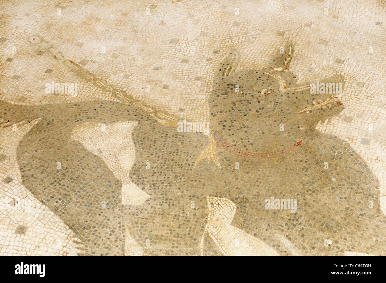 Cuidado con el perro suelo de mosaico en la entrada de la casa del poeta trágico, Pompeya Foto de stock