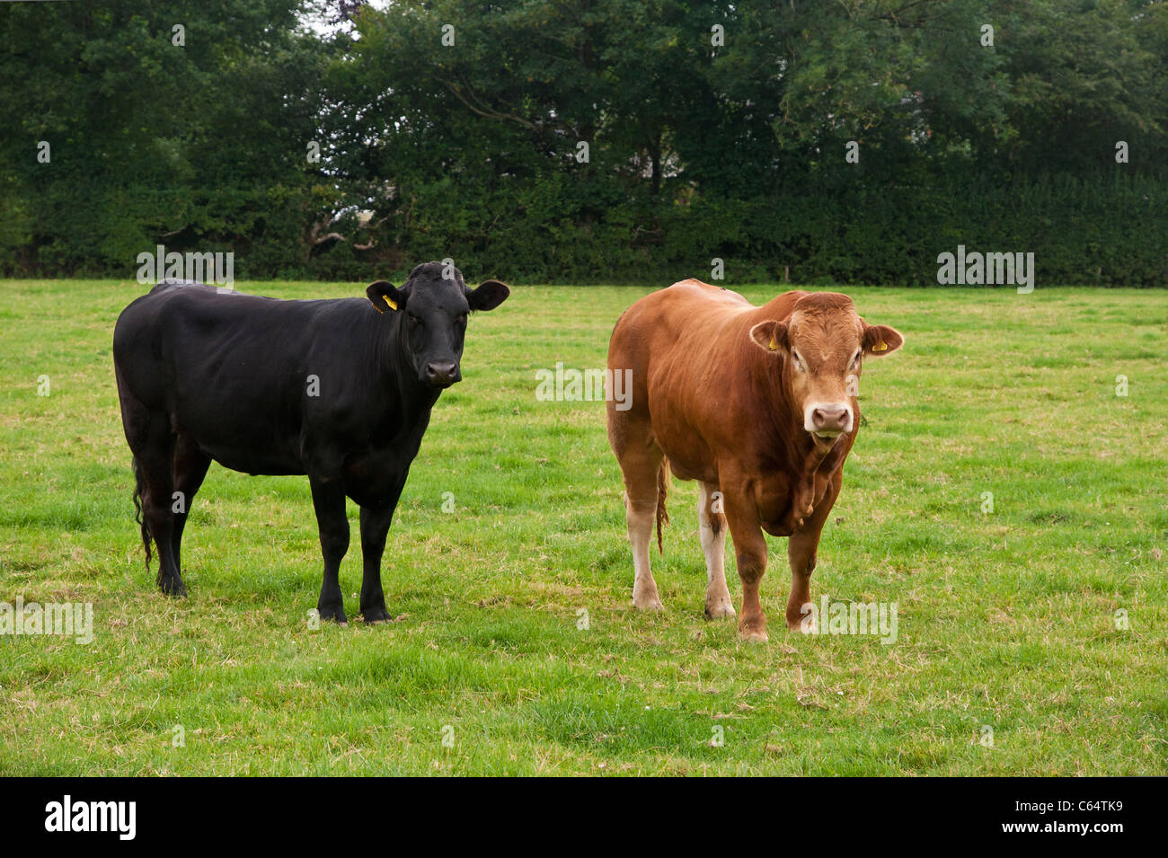 Una vaca y una negra/roja jengibre/Chestnut bull se encuentran una junto a la otra en un campo. Estos son una raza de carne Foto de stock