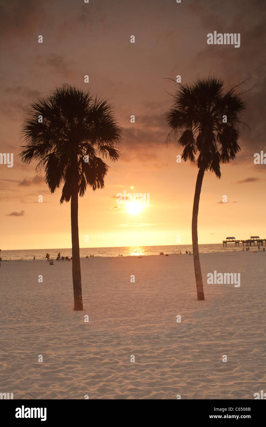 Las palmeras en la playa de Clearwater Beach, FL. Foto de stock