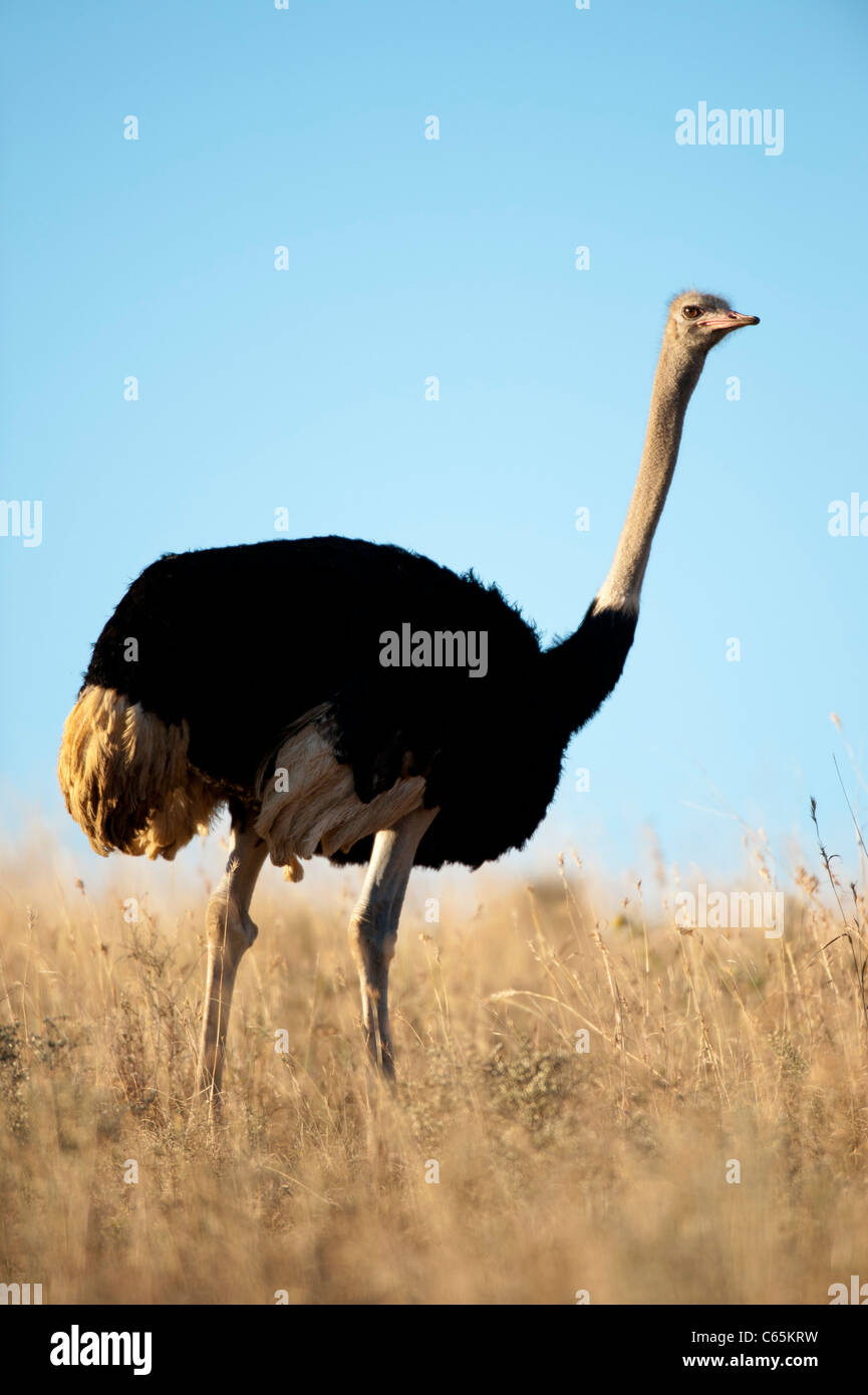 El avestruz (Struthio camelus), Reserva de Caza Ithala, Sudáfrica Foto de stock