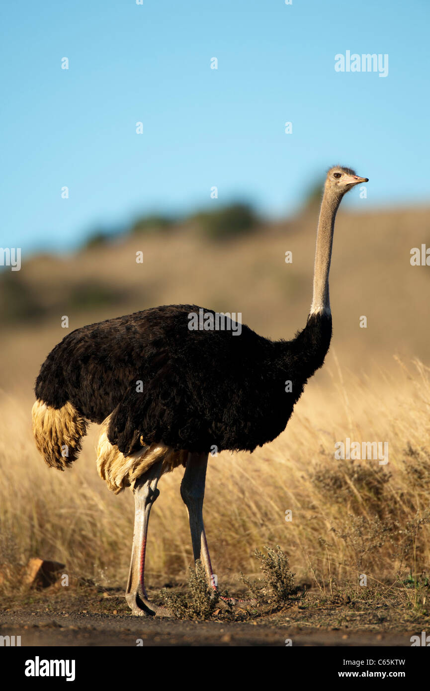 El avestruz (Struthio camelus), Reserva de Caza Ithala, Sudáfrica Foto de stock