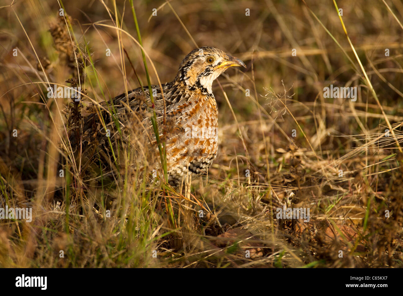 Shelley's francolin (Scleroptila Ithala shelleyi), Reserva de Caza, Sudáfrica Foto de stock