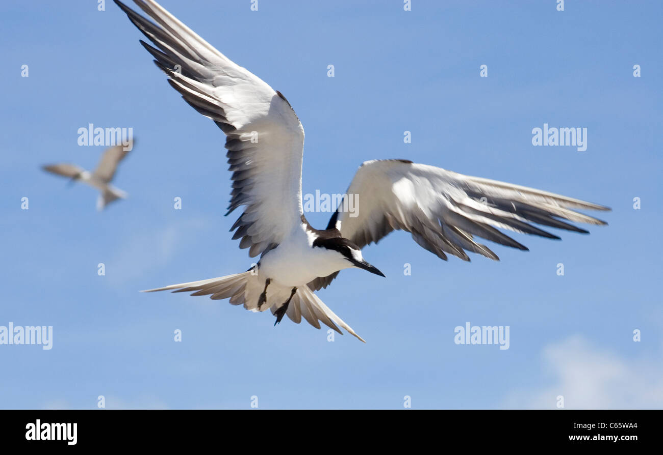 Tiznado Tern en vuelo la Isla Ascensión Foto de stock