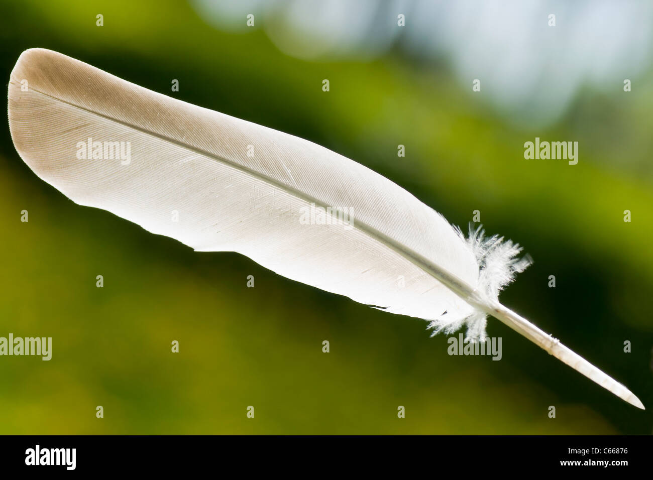 Pluma de paloma fotografías e imágenes de alta resolución - Alamy